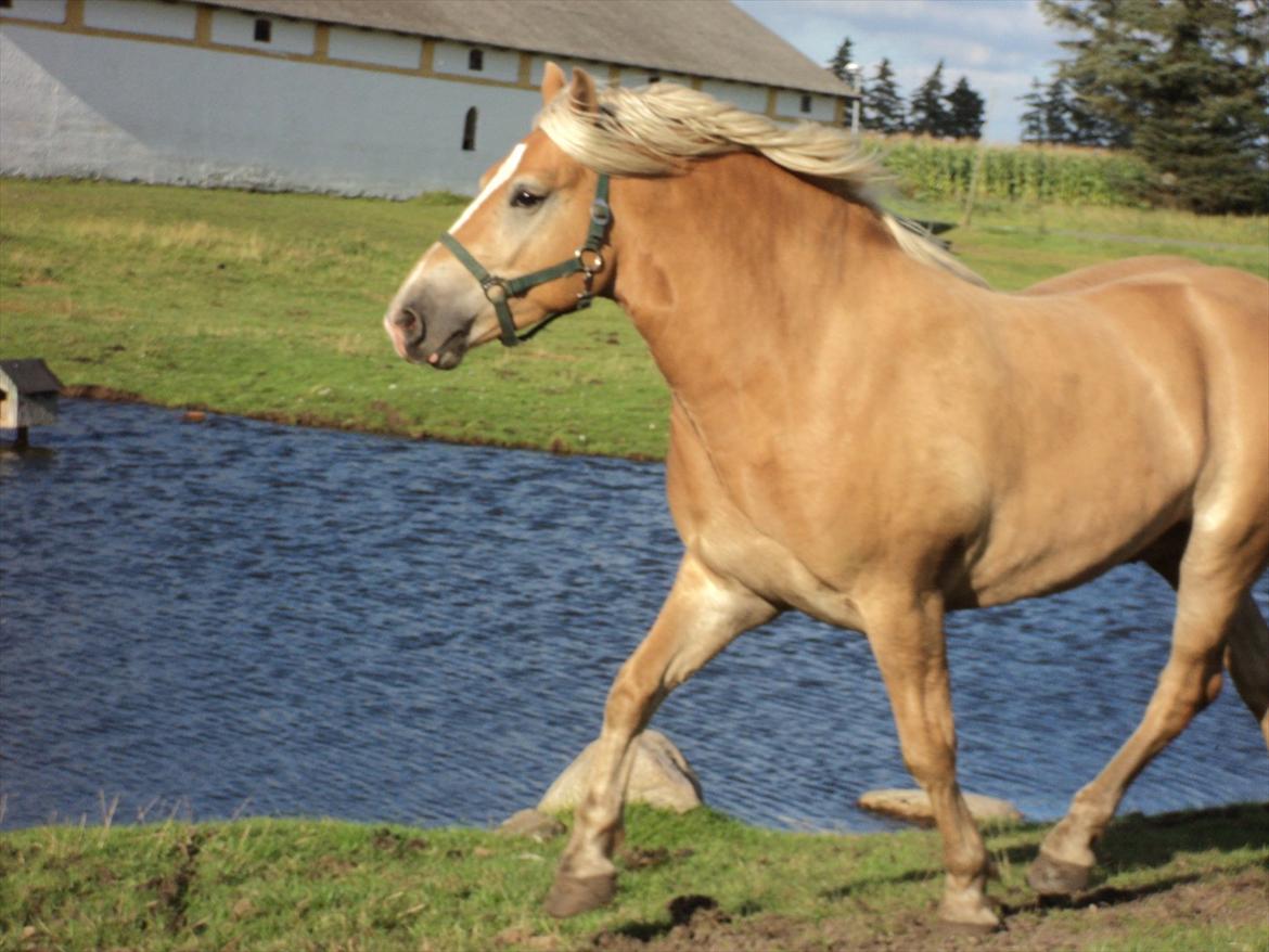 Haflinger Nero  billede 5