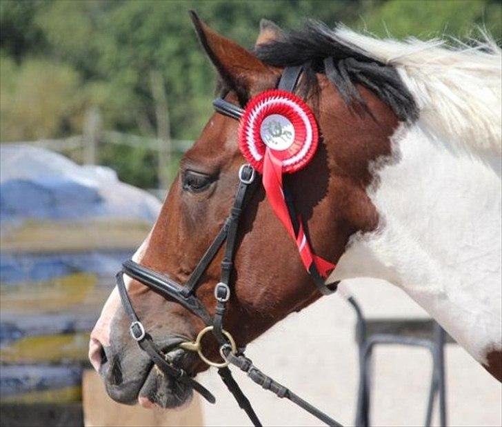 Pinto Kiara - Klubmester 2011, fantastiske pony! billede 12