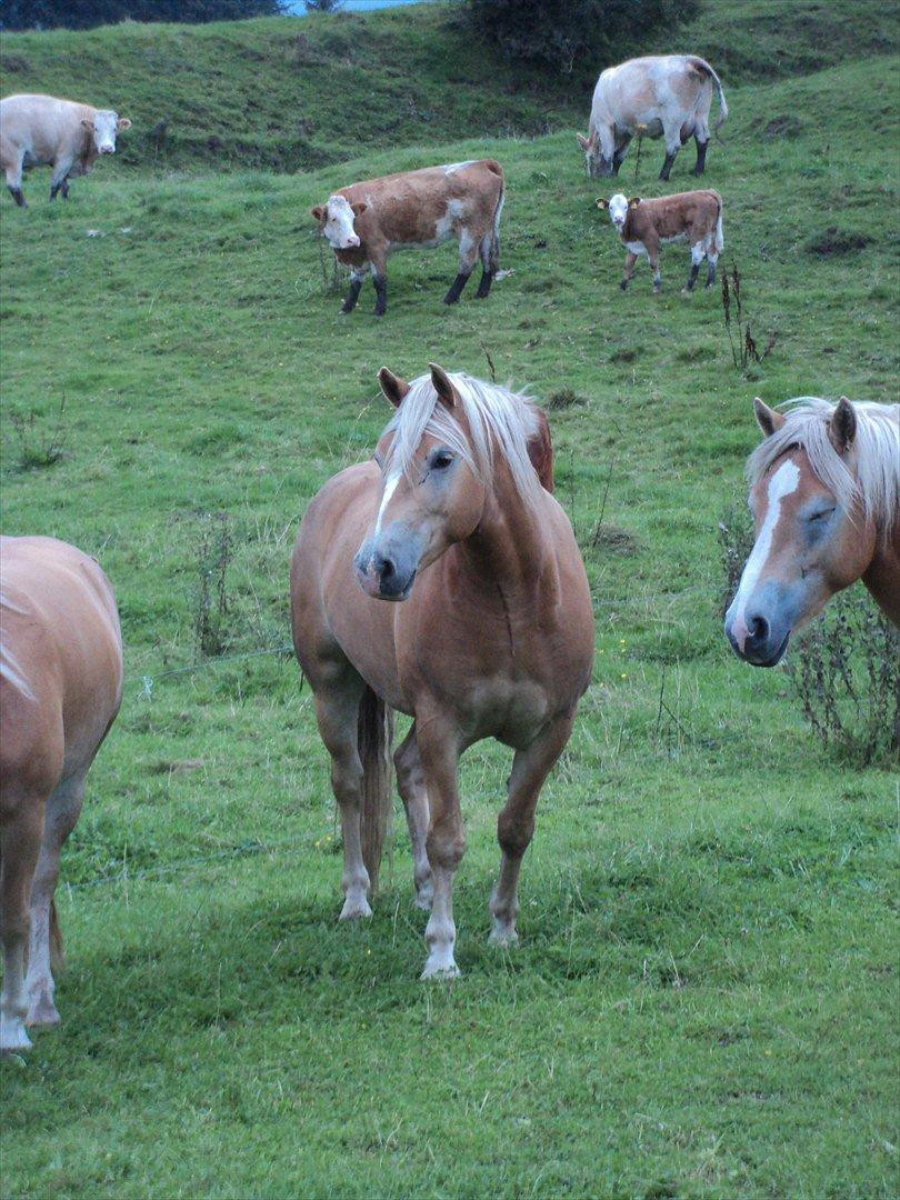 Haflinger Nero  billede 6