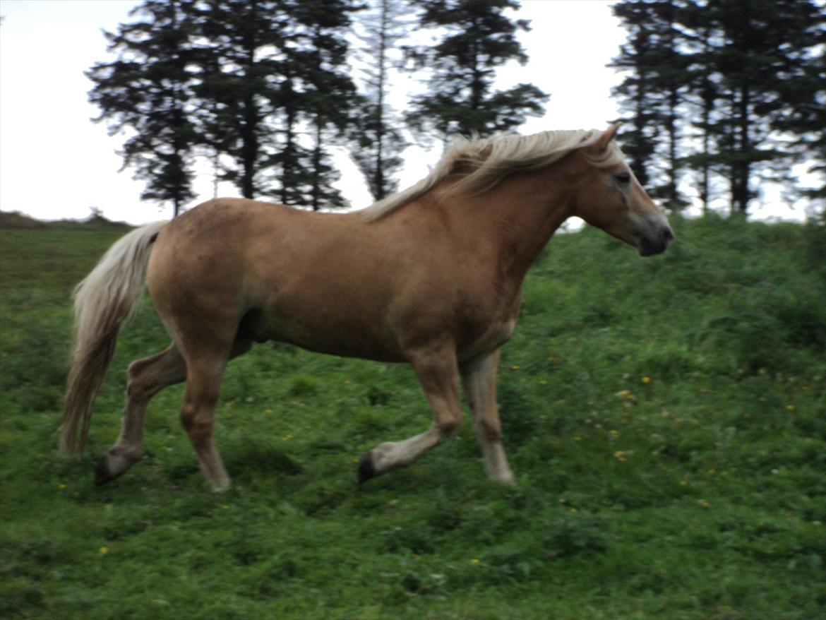 Haflinger Nero  billede 7