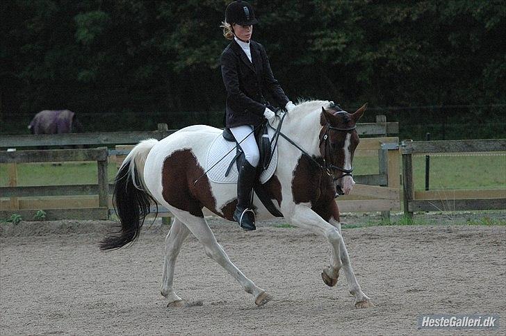 Pinto Kiara - Nu rider vi sørme også dressur... ;-) billede 9