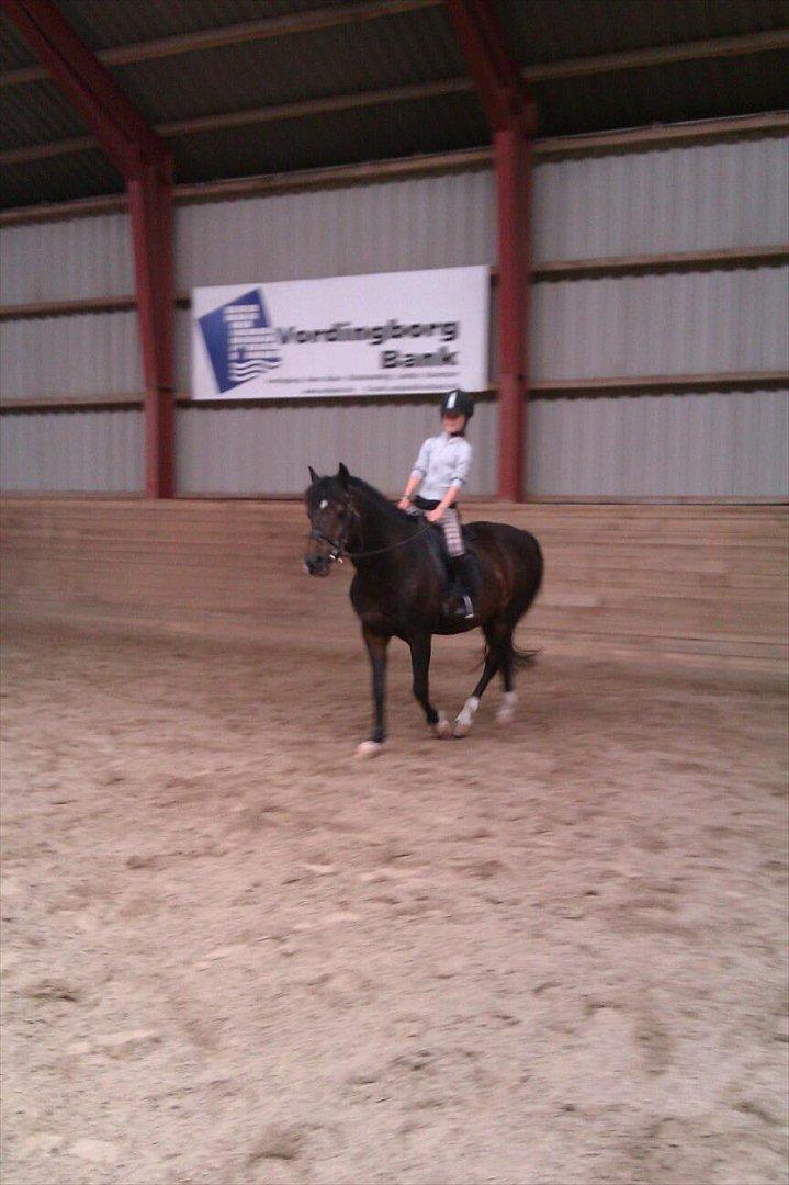 New Forest fonzie - elsker dig billede 1