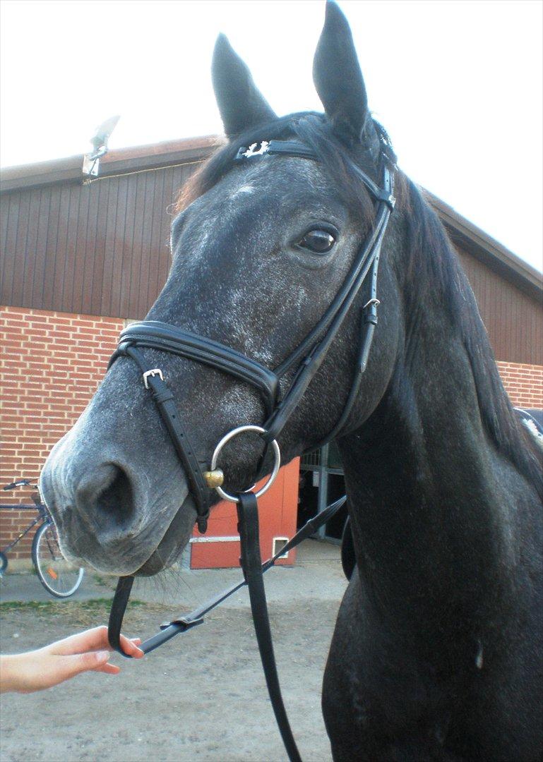 Trakehner Harmon - Fimpe efter træning 1/10 2011. Bemærk lige det fine pandebånd :-D billede 5