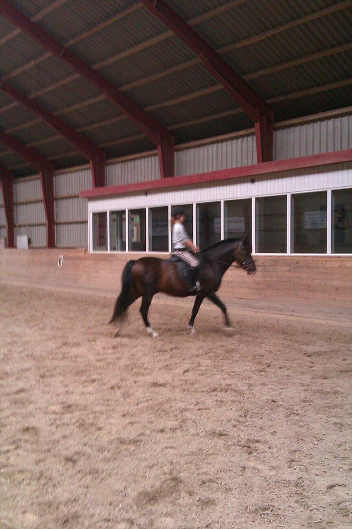 New Forest fonzie - min dreng billede 2