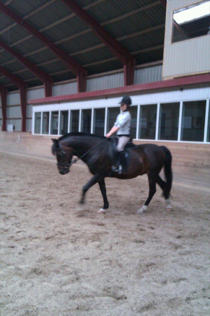 New Forest fonzie - elsker dig fonzie billede 3