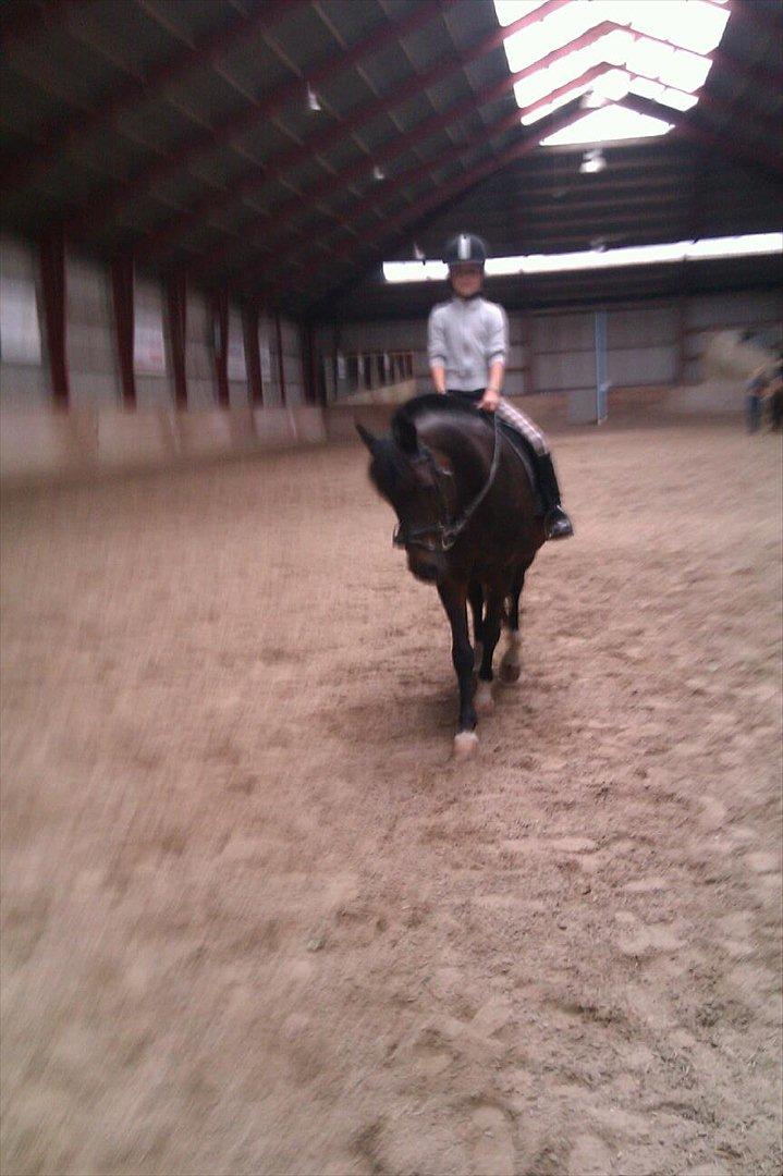 New Forest fonzie - fonzie <3 billede 5