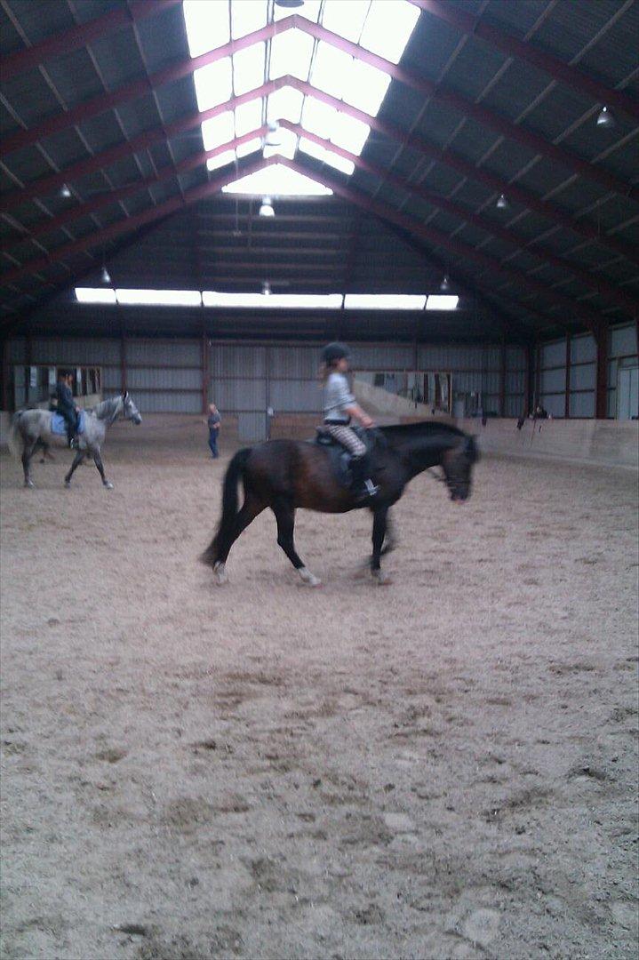 New Forest fonzie - dig og kun dig billede 6