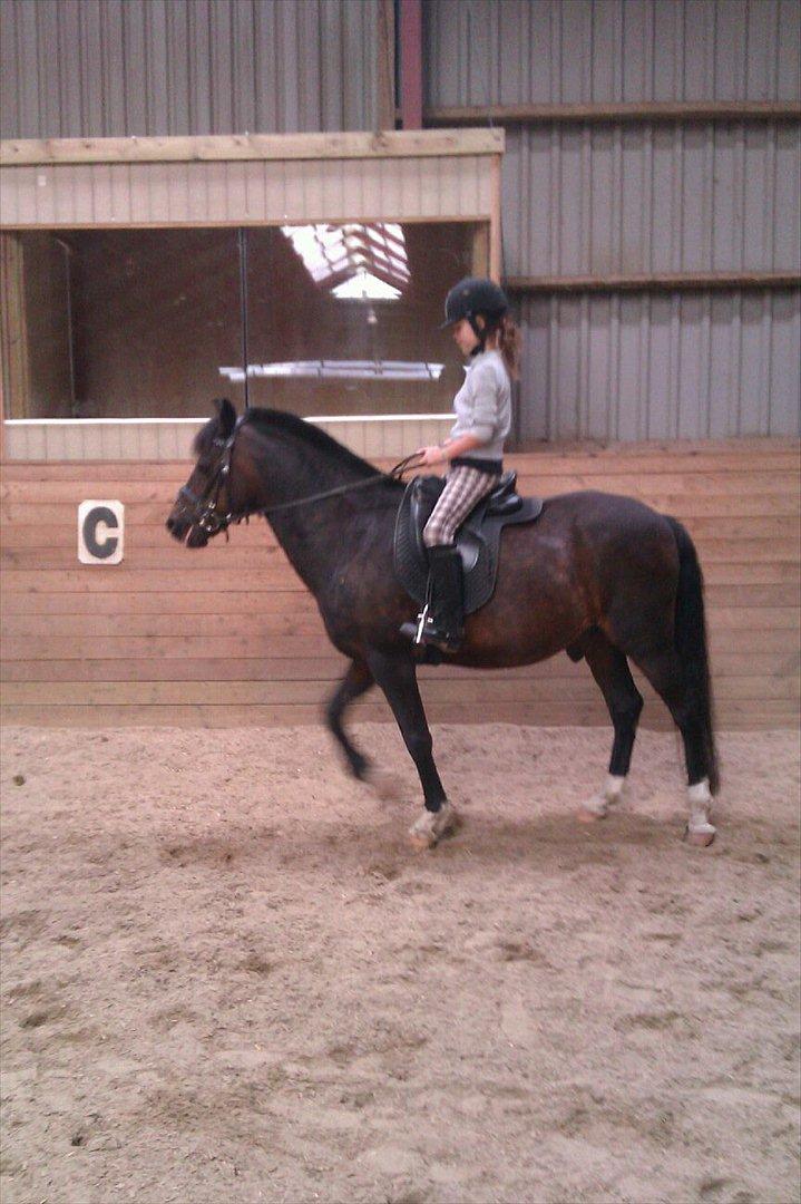 New Forest fonzie - hvad er jeg uden dig ? billede 7