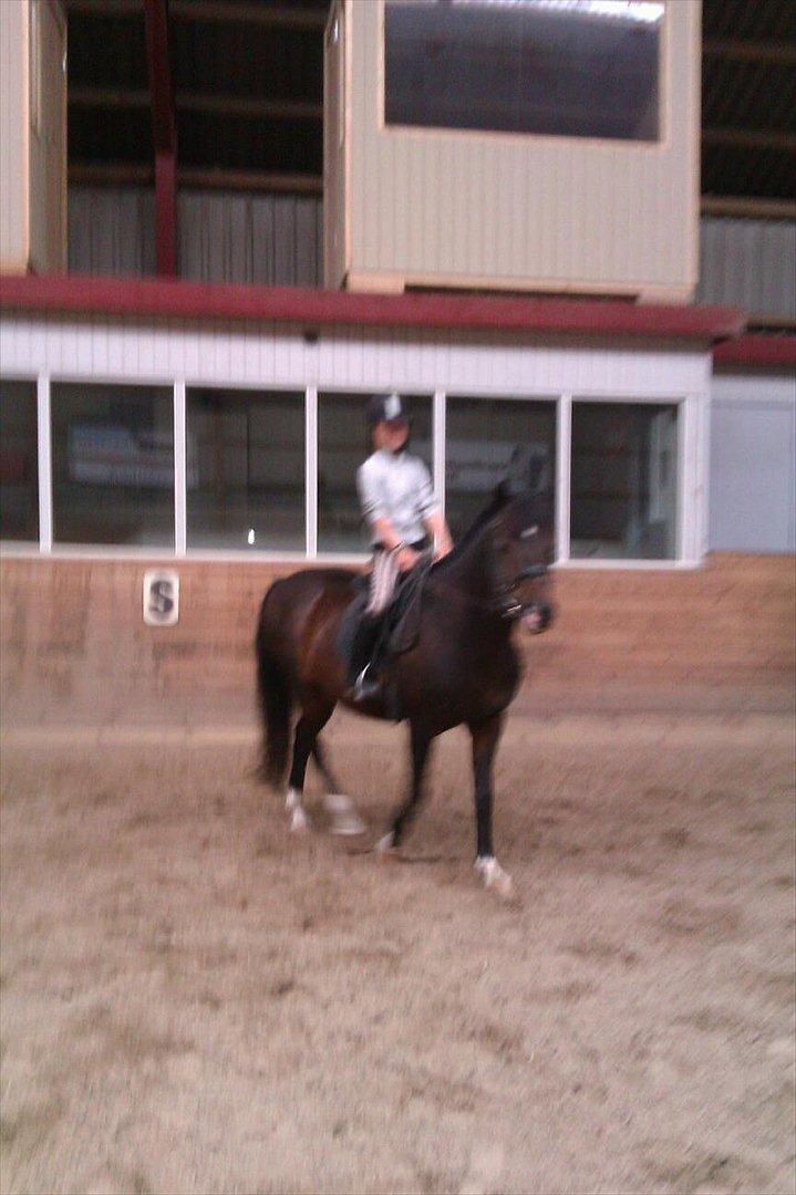 New Forest fonzie billede 9