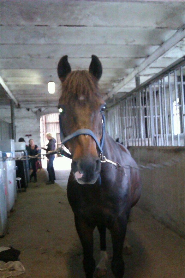 New Forest fonzie billede 11