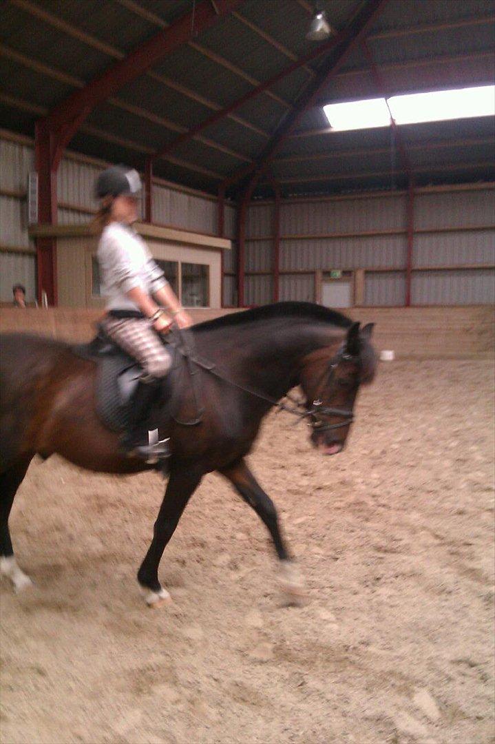 New Forest fonzie billede 12