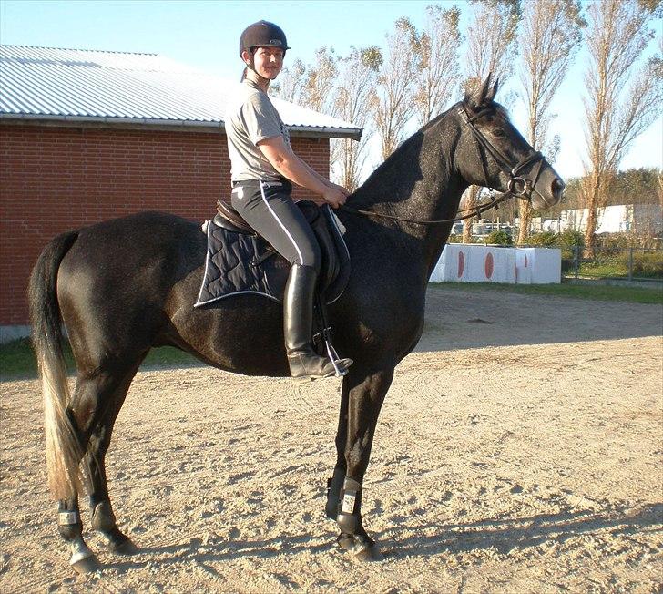 Trakehner Harmon - Fimpe efter træning d 1/10 2011 billede 7