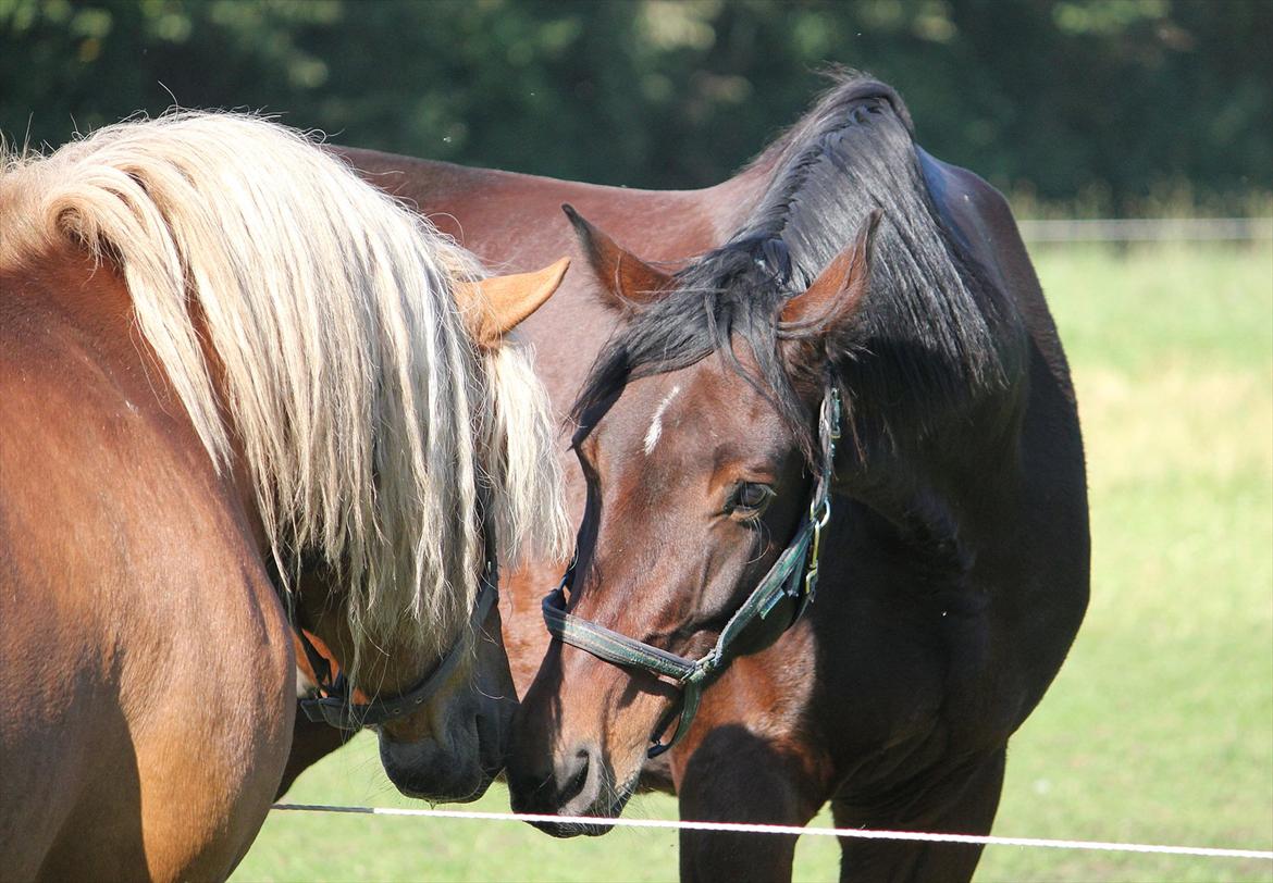 Dansk Varmblod Sommerlunds Unik - Unik og Thor nusser lidt. {Foto: Pernille} billede 18
