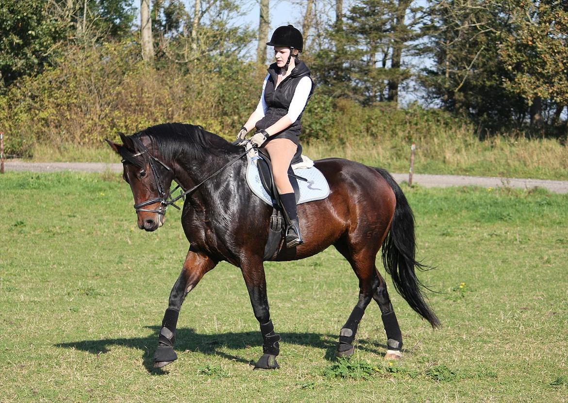 Dansk Varmblod Sommerlunds Unik - Dressurtræning. {Foto: Pernille} billede 4