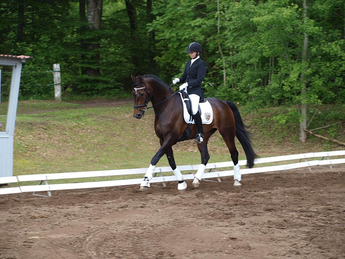 Dansk Varmblod Borbjergs De Nor - Distriktstævne på Mors :) billede 1