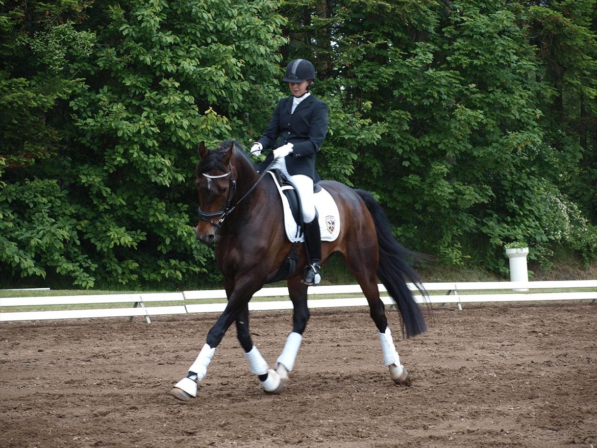 Dansk Varmblod Borbjergs De Nor - Distriktstævne på Mors :) billede 2