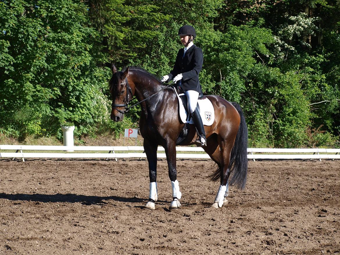 Dansk Varmblod Borbjergs De Nor billede 3