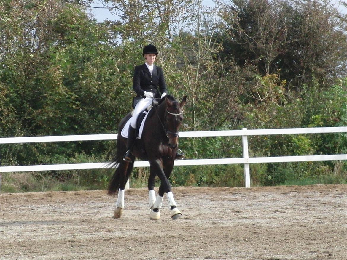 Dansk Varmblod Borbjergs De Nor - Stævne billede 4