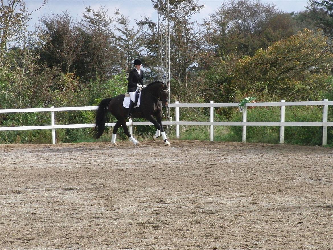 Dansk Varmblod Borbjergs De Nor - Stævne  billede 5