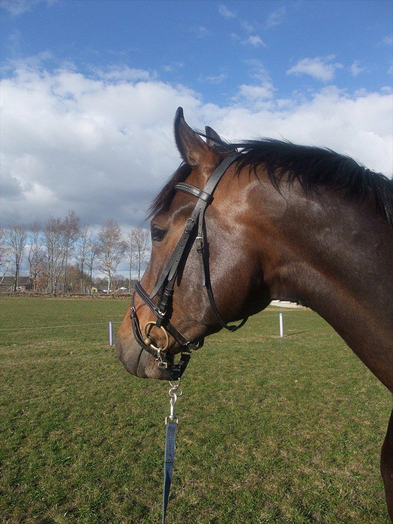 Dansk Varmblod Borbjergs De Nor billede 7