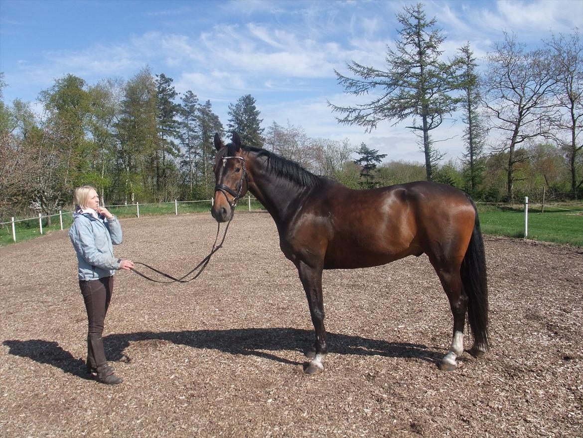 Dansk Varmblod Borbjergs De Nor - Lige et billede af bassen, hjemme på ridebanen :)  billede 8
