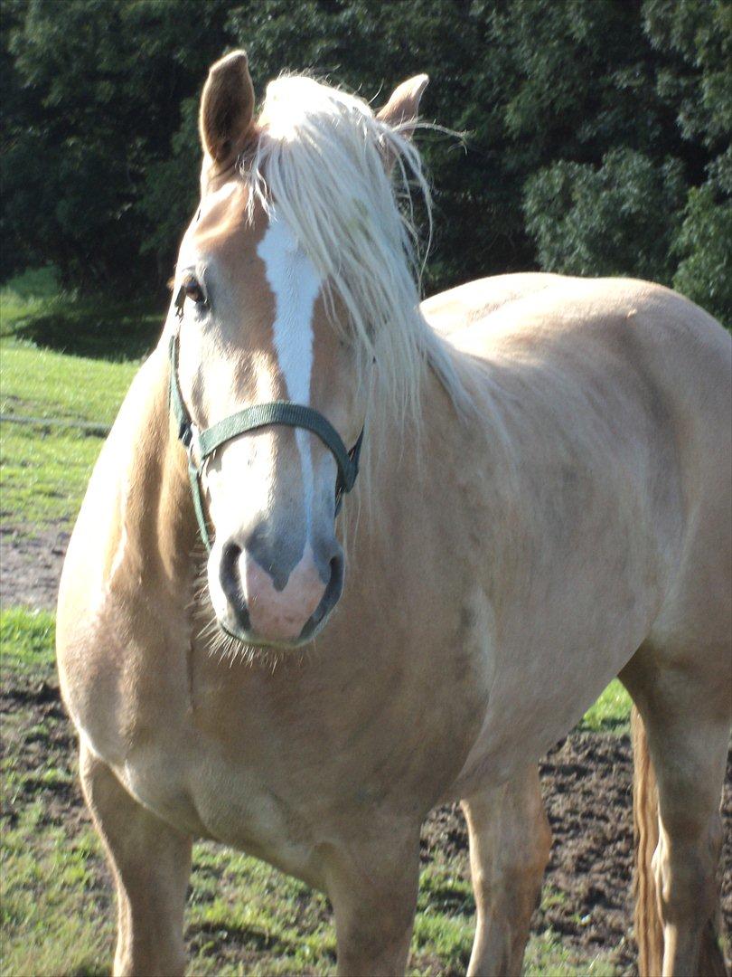 Haflinger Nero  billede 8