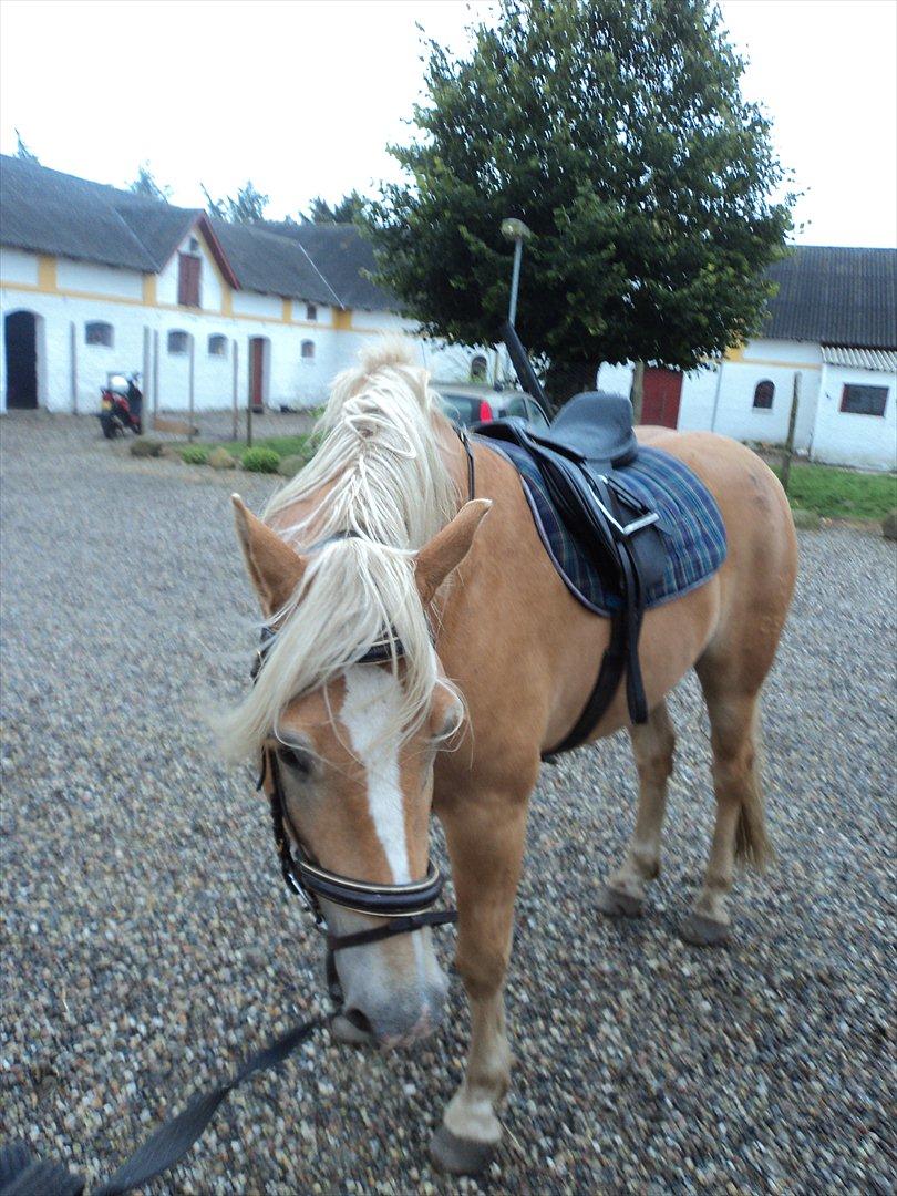 Haflinger Nero  billede 9