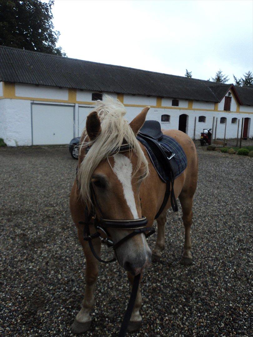 Haflinger Nero  billede 10