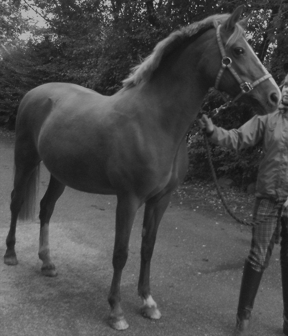 New Forest Crisiansejes Coke billede 5