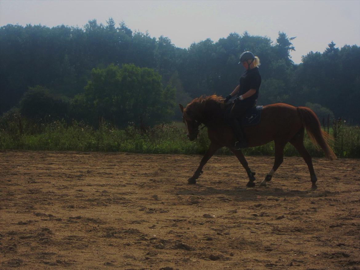 New Forest Crisiansejes Coke billede 8