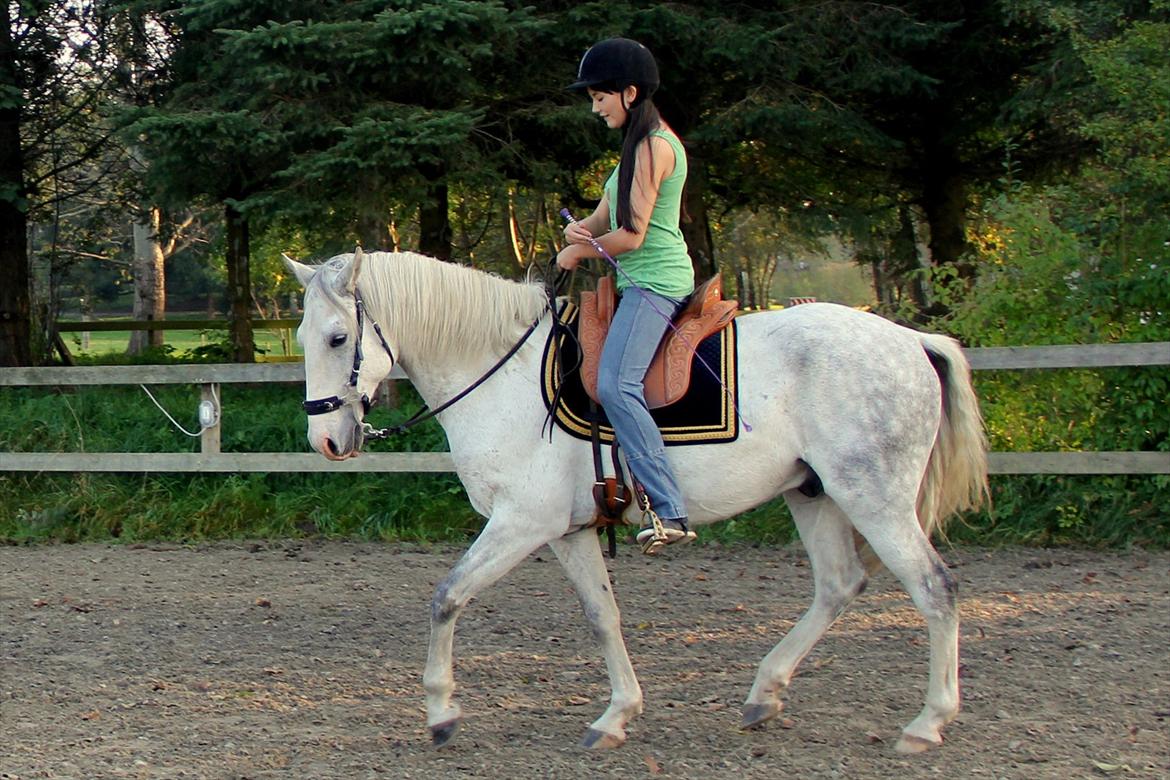 Lusitano Urque - 9# Urq i trav, her udviser han middel ramme :) Oktober 2011 billede 9