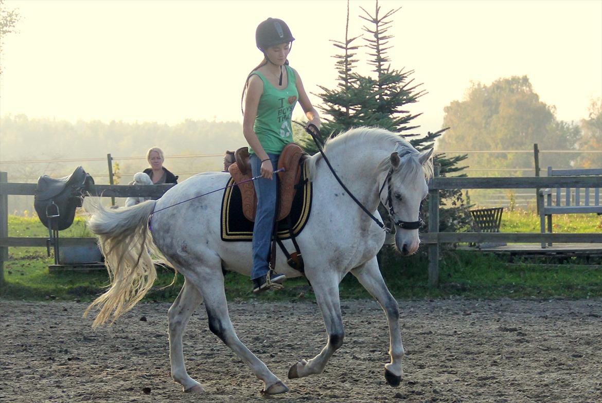 Lusitano Urque - 10#  Urq i galop, læææææækker<3 Oktober 2011 billede 10