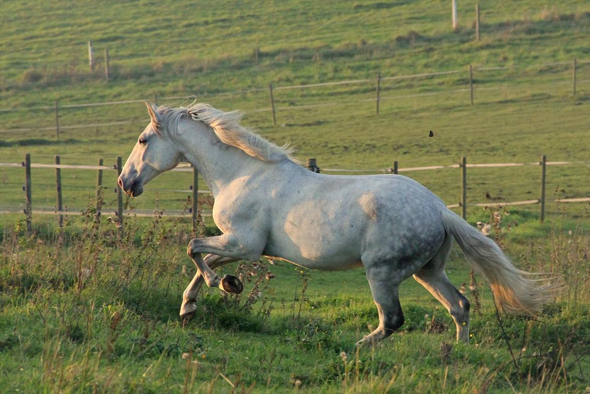 Lusitano Urque - 20# Tak for kigget! - dejlige, dejlige pony <3 Oktober 2011 billede 20