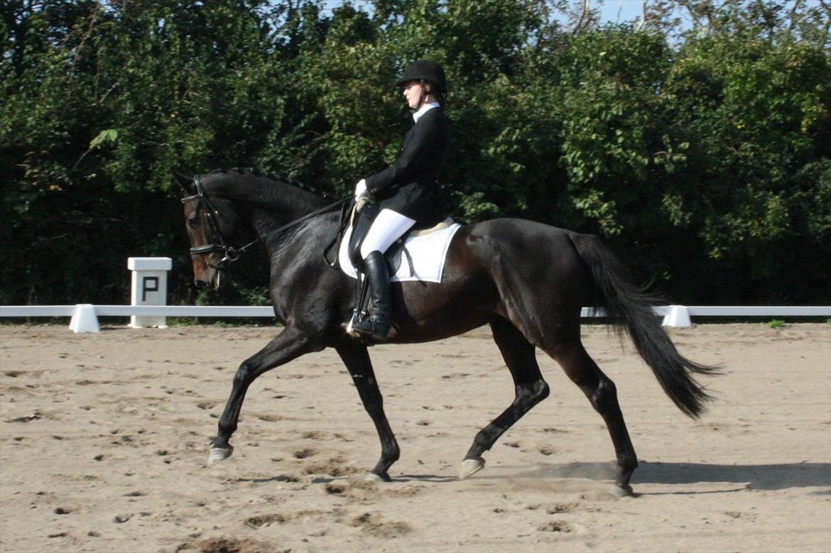 Holstener Enghøjs Minuet billede 20