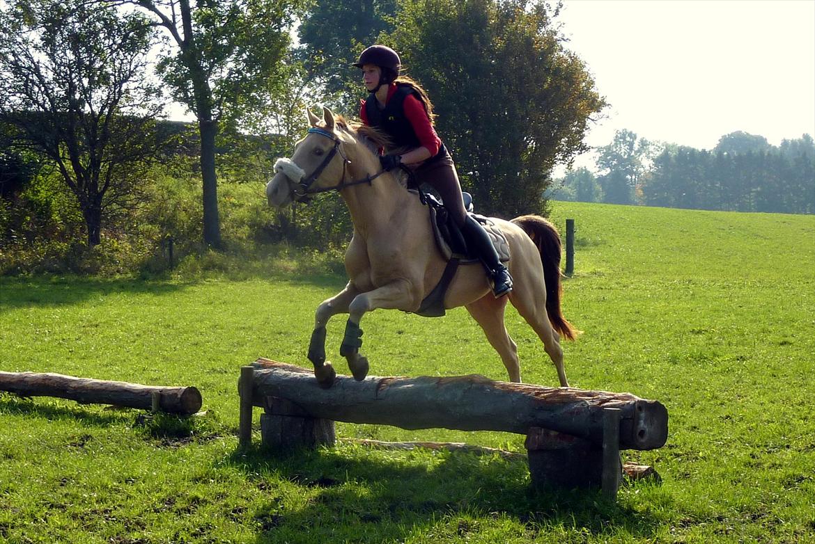 Anden særlig race Sioux billede 9