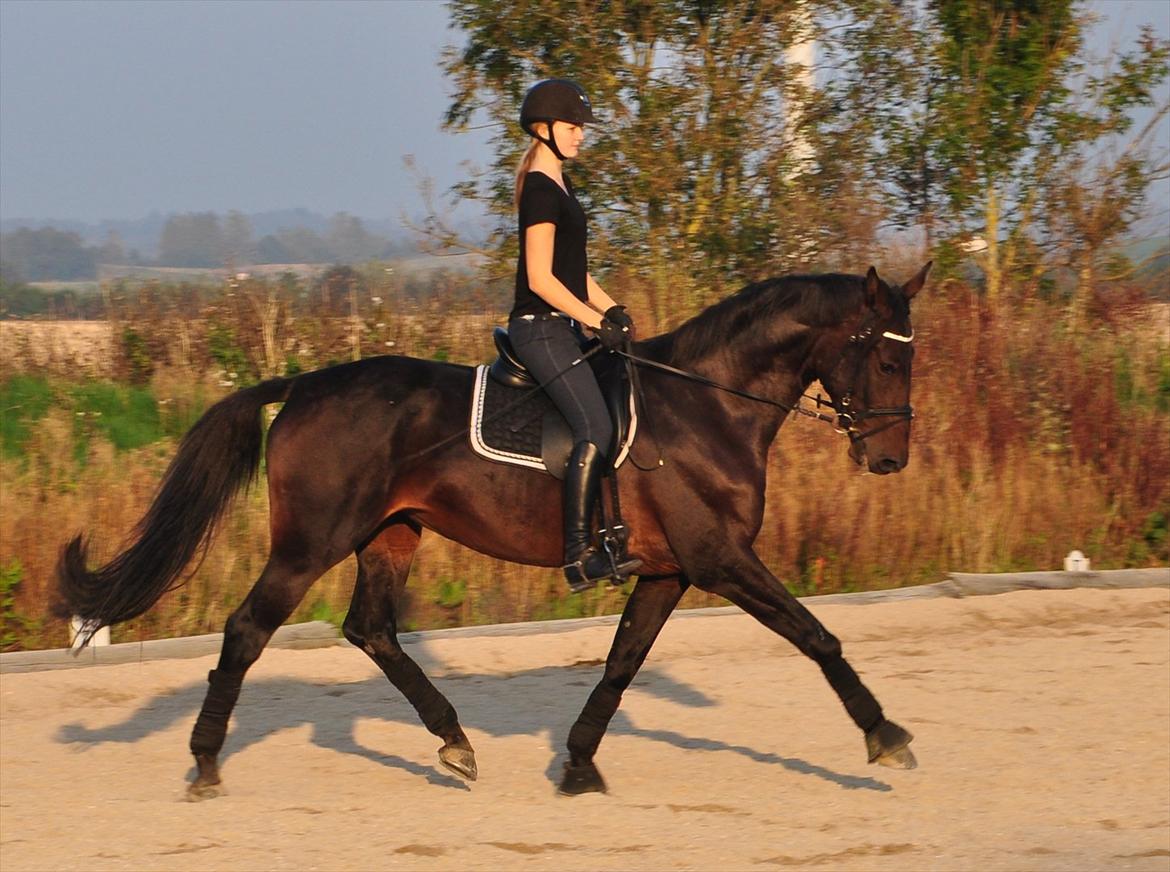 Holstener Lalido MS - <3 billede 6