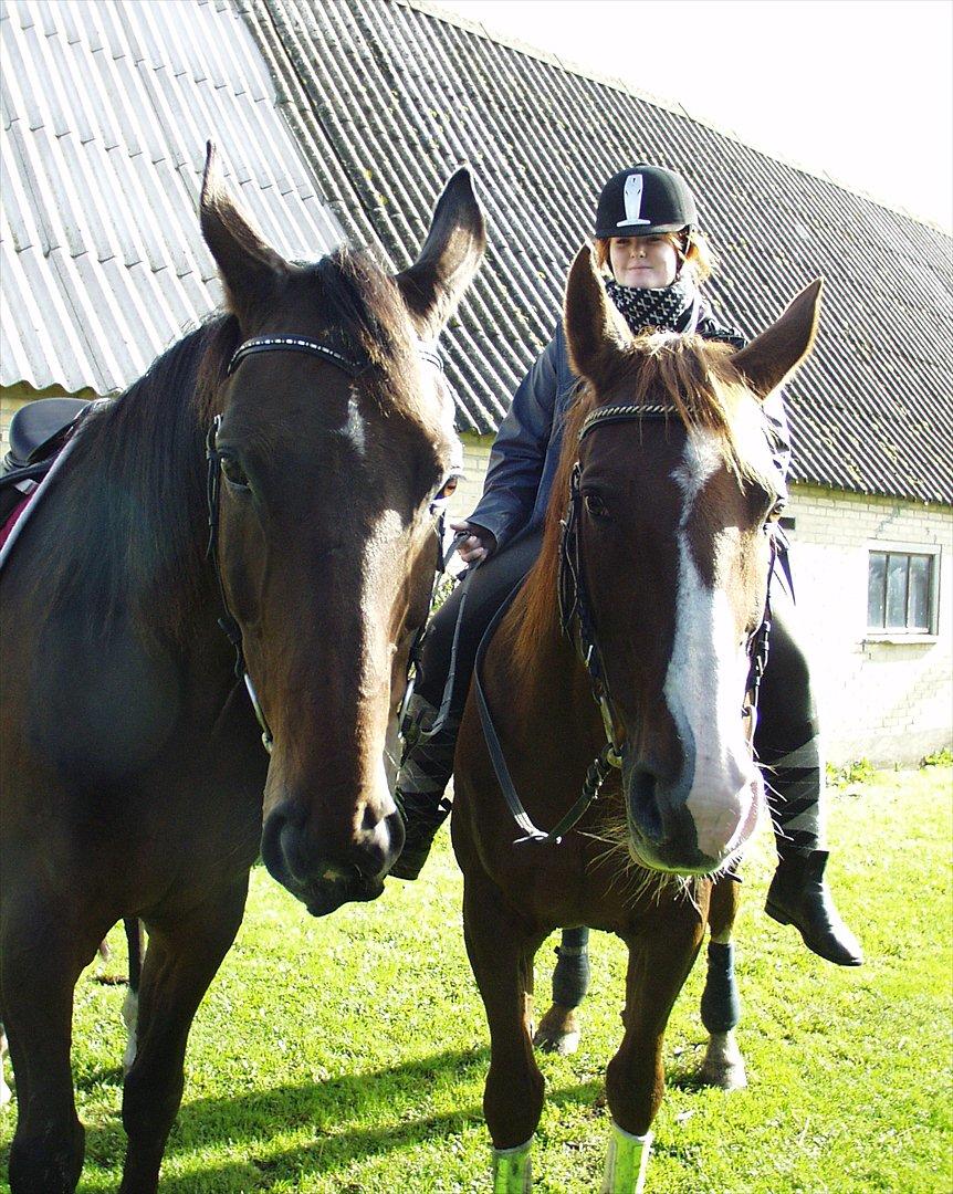 Anden særlig race Flying Allegro (R.I.P) - sidste dag... billede 20