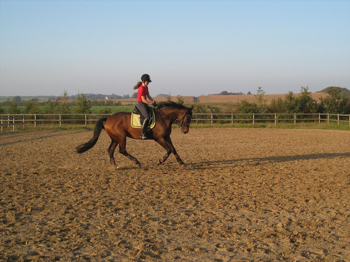 Dansk Varmblod Santos P - Dressur, 2. gang ude på banen. Santos, 4år. Fotograf: Min Mor / Pia Pedersen billede 4