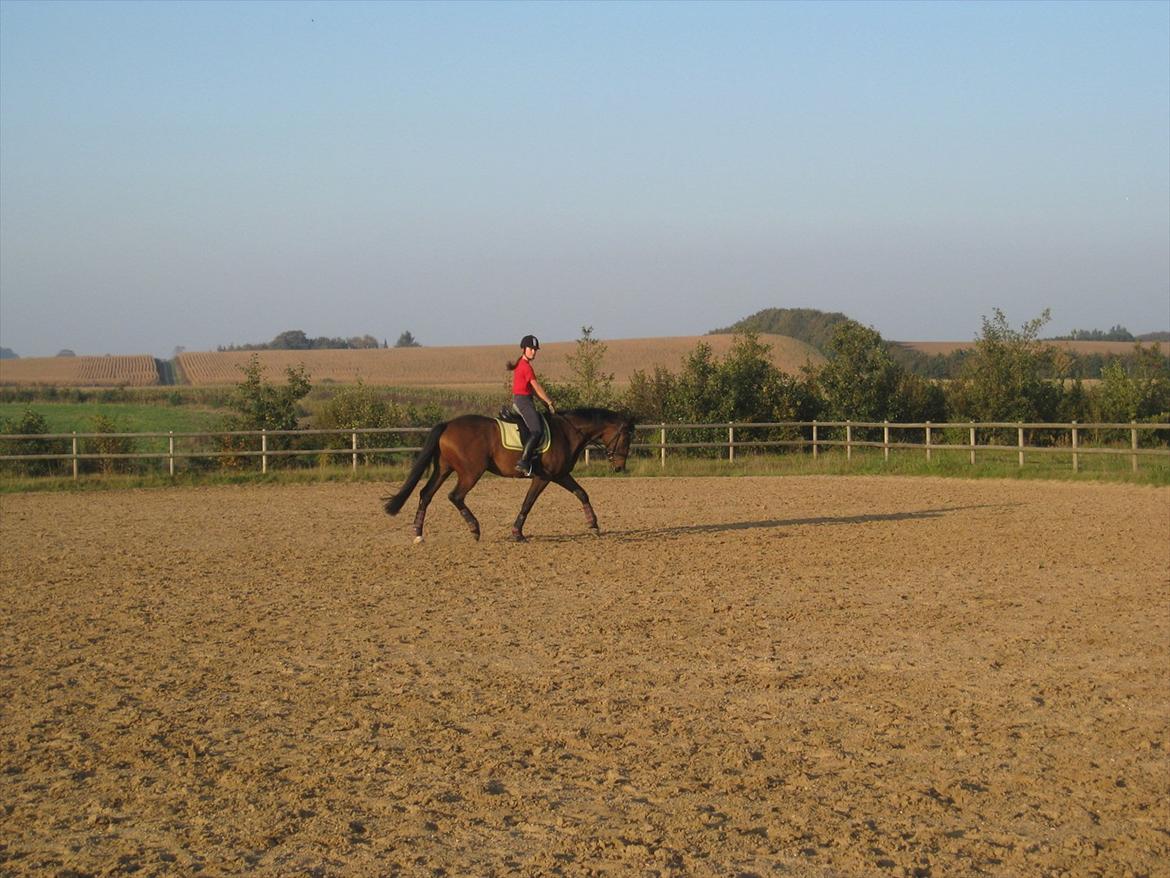 Dansk Varmblod Santos P - Dressur, 2. gang ude på banen. Santos, 4år. Fotograf: Min Mor / Pia Pedersen billede 5