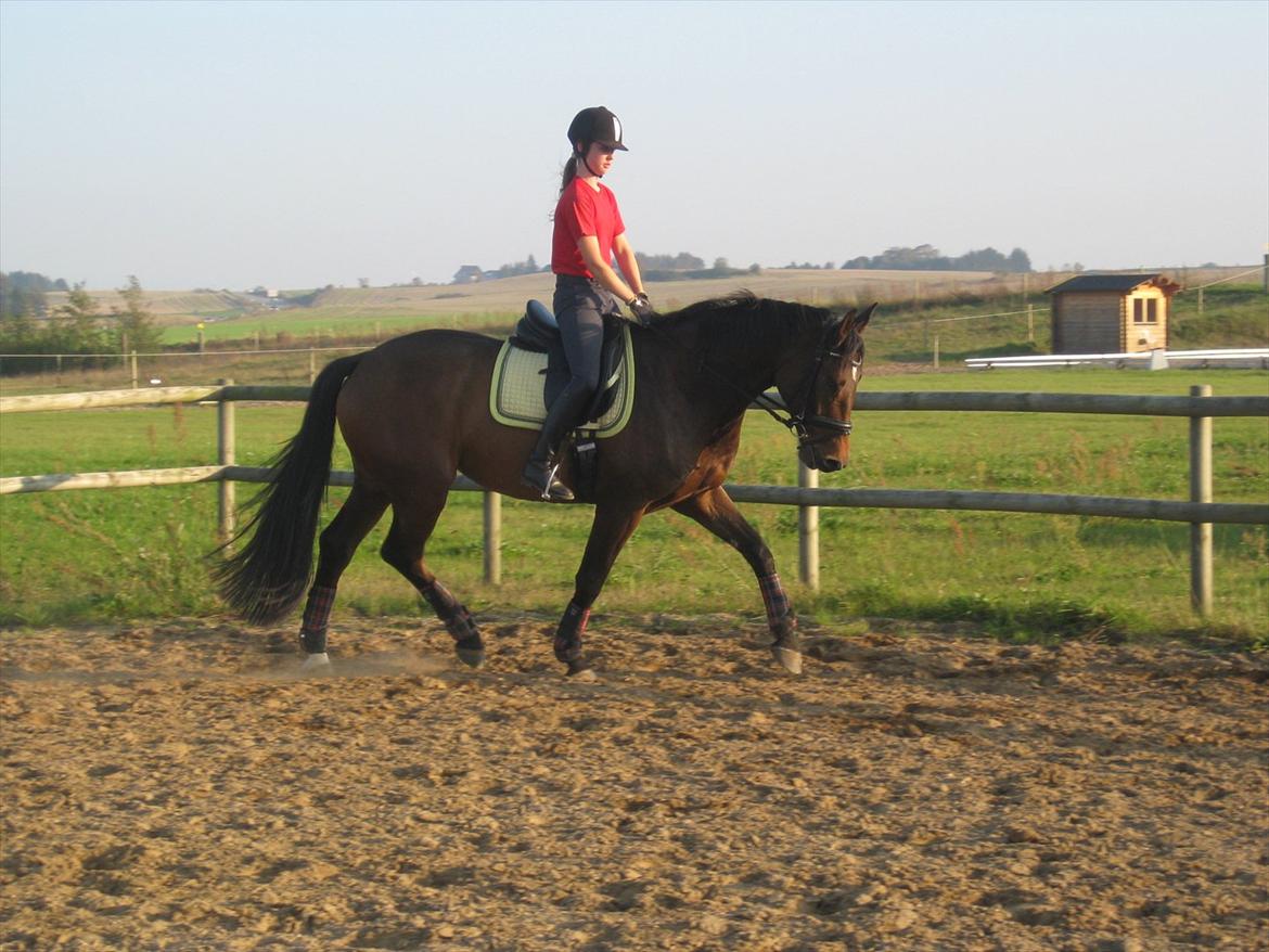 Dansk Varmblod Santos P - Dressur, 2. gang ude på banen. Santos, 4år. Fotograf: Min Mor / Pia Pedersen billede 6