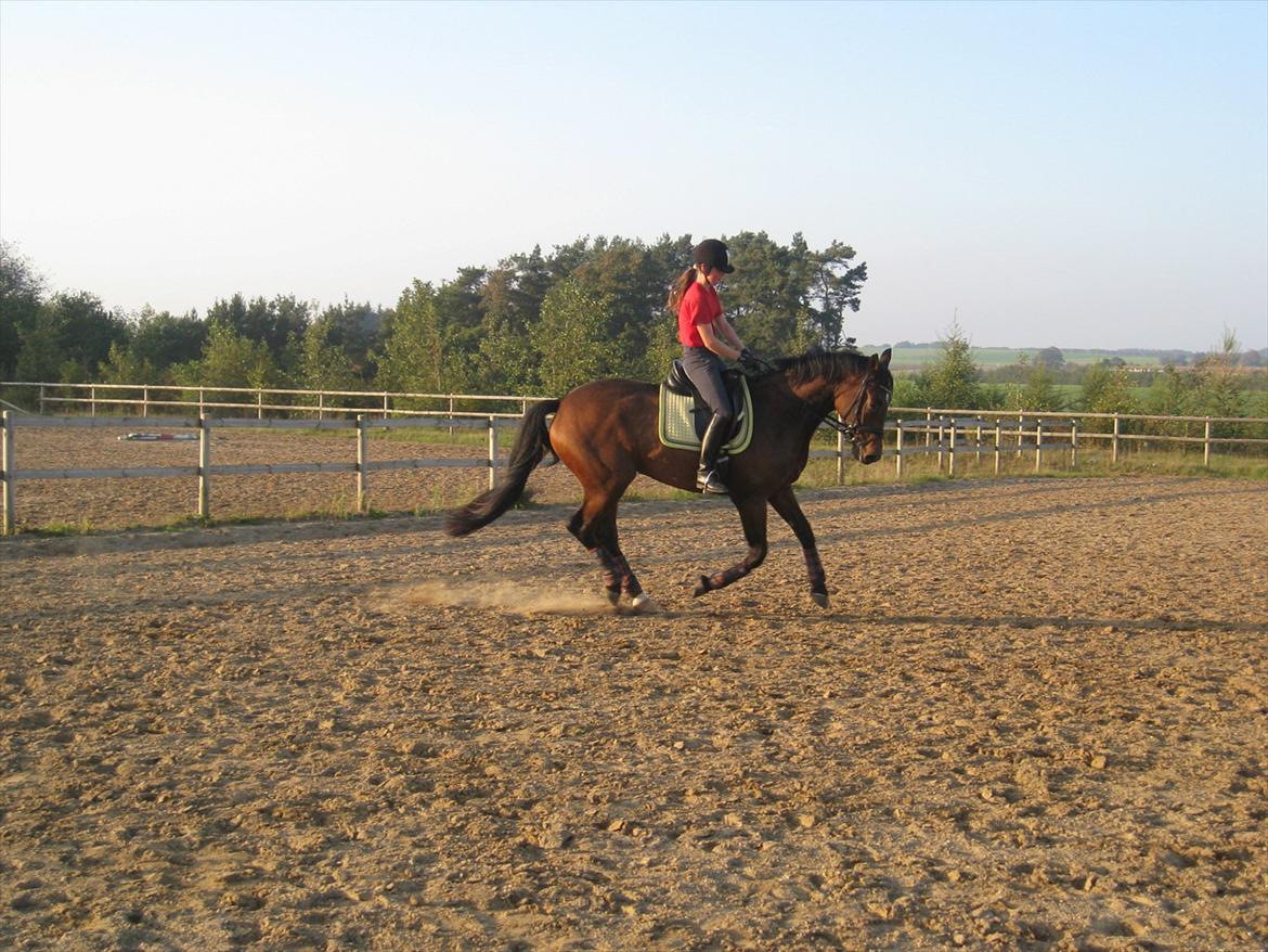Dansk Varmblod Santos P - Dressur, 2. gang ude på banen. Santos, 4år. Fotograf: Min Mor / Pia Pedersen billede 7