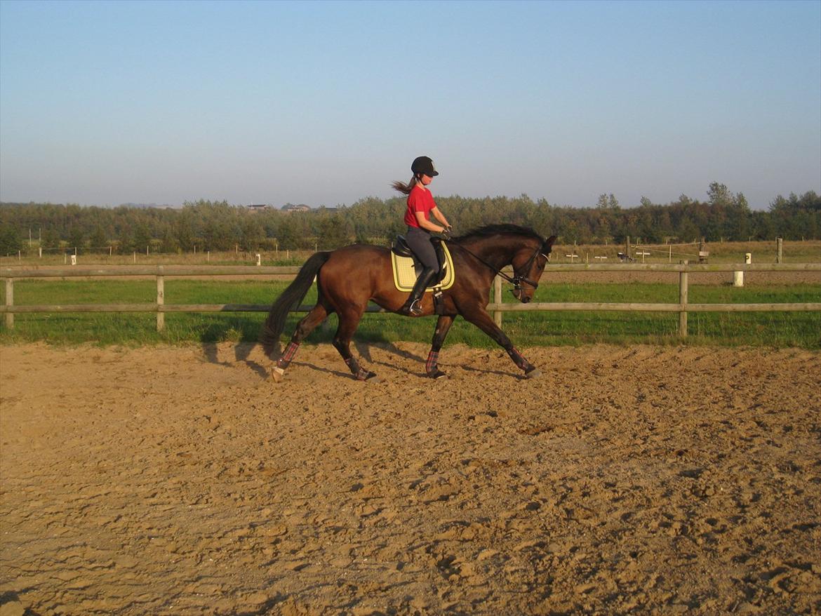 Dansk Varmblod Santos P - Dressur, 2. gang ude på banen. Fotograf: Min Mor / Pia Pedersen billede 8