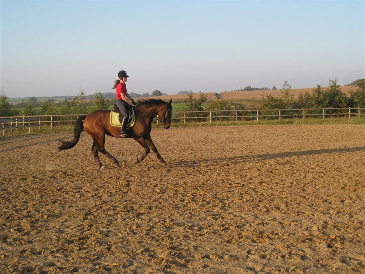 Dansk Varmblod Santos P - Dressur, 2. gang ude på banen. Fotograf: Min Mor / Pia Pedersen billede 9