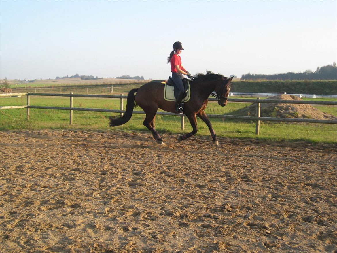 Dansk Varmblod Santos P - Dressur, 2. gang ude på banen. Fotograf: Min Mor / Pia Pedersen billede 11
