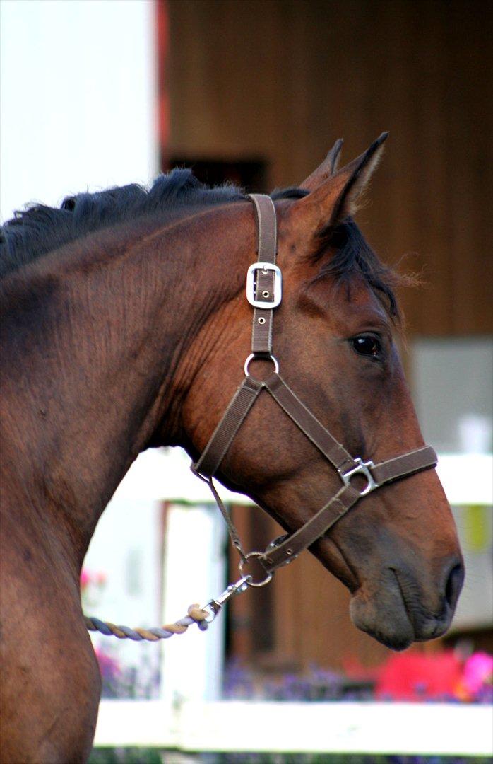 Dansk Varmblod Santos P - Santos, 3år. Hos tidligere ejer billede 16
