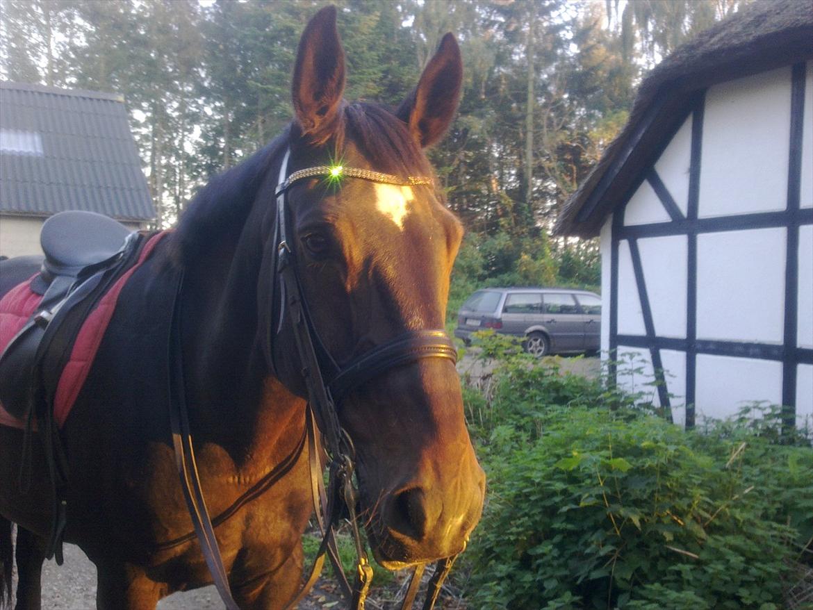 Dansk Varmblod Møllegårdens Cappuccino (Båt) - Smukke Båt efter endt træning billede 13