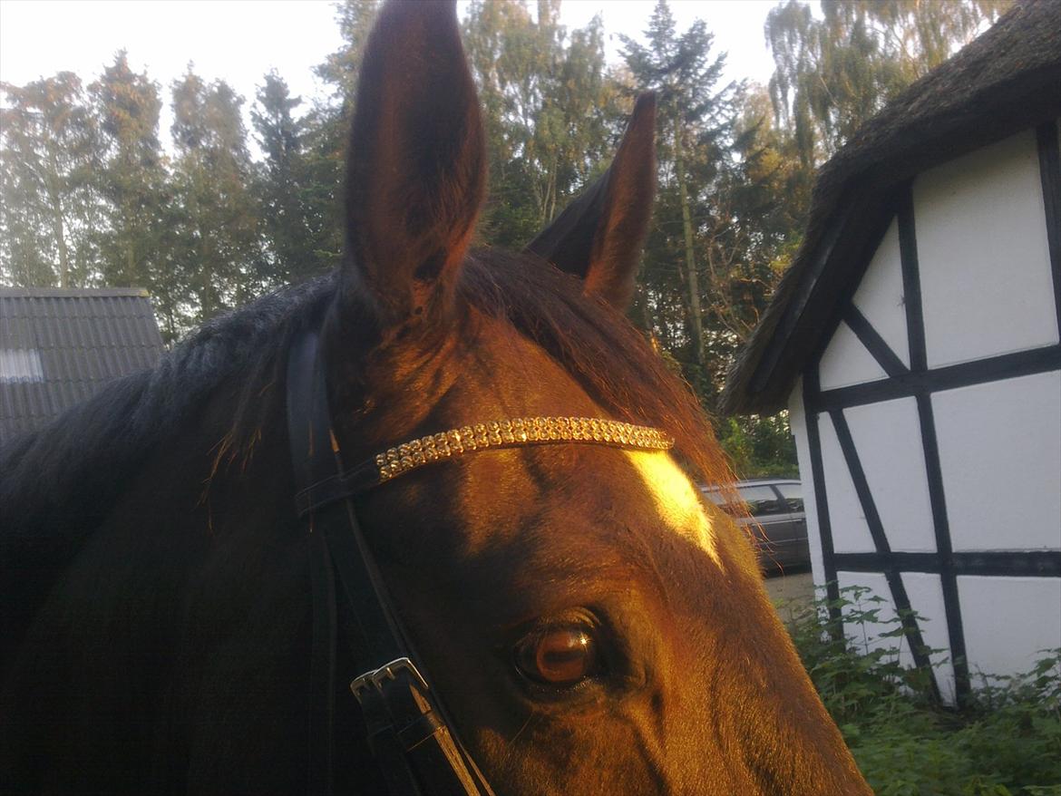 Dansk Varmblod Møllegårdens Cappuccino (Båt) - Har lige fået nyt bling bling der passer kandarbidene :) billede 14