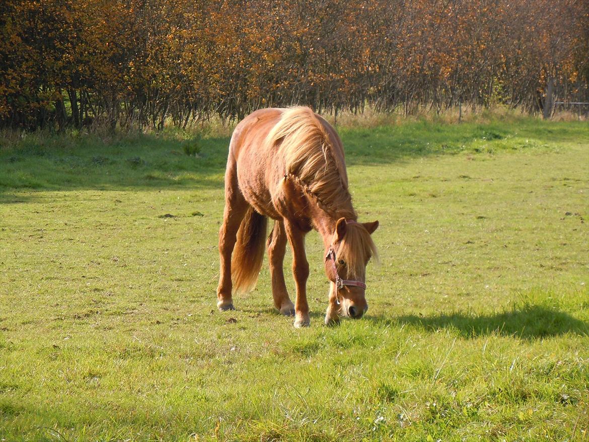 Islænder Frida billede 8