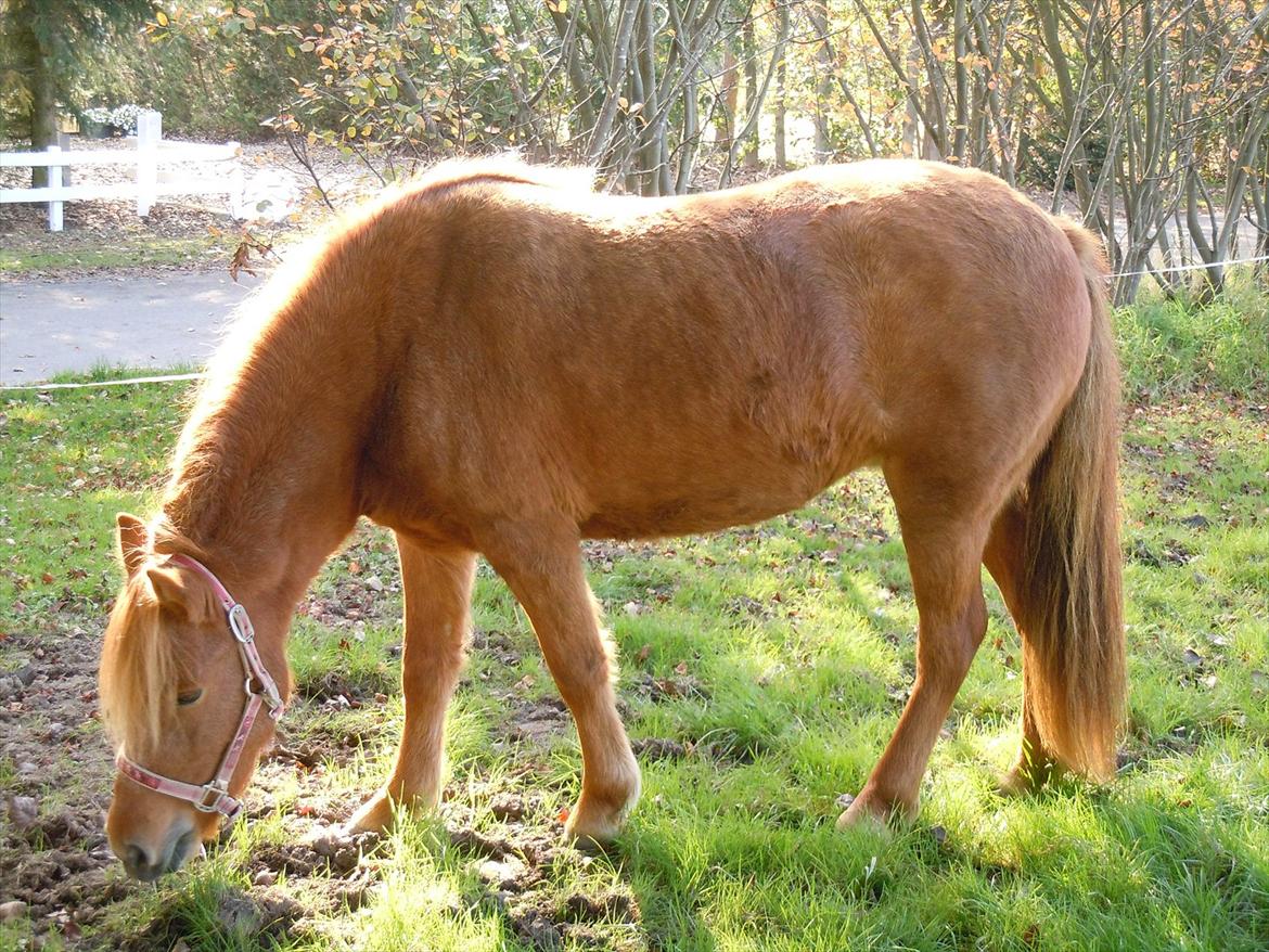 Islænder Frida billede 9