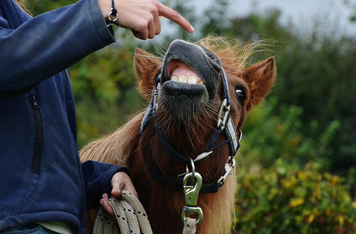 Shetlænder Tøttrups Lippa - At noget er perfekt, betyder ikke at det er fejlfrit - men at du ikke ønsker det anderledes. <3 //foto: Nanna <3. billede 8